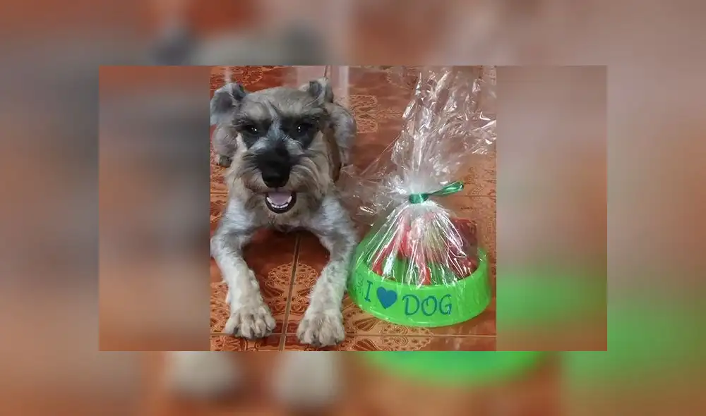 Mascota desaparecida desde Navidad es buscada intensamente