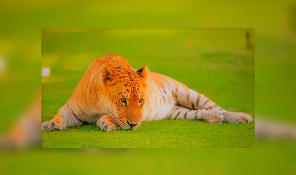 Desliza para conocer al tigón, el felino híbrido que asombró a todos en YouTube. Foto: Captura.