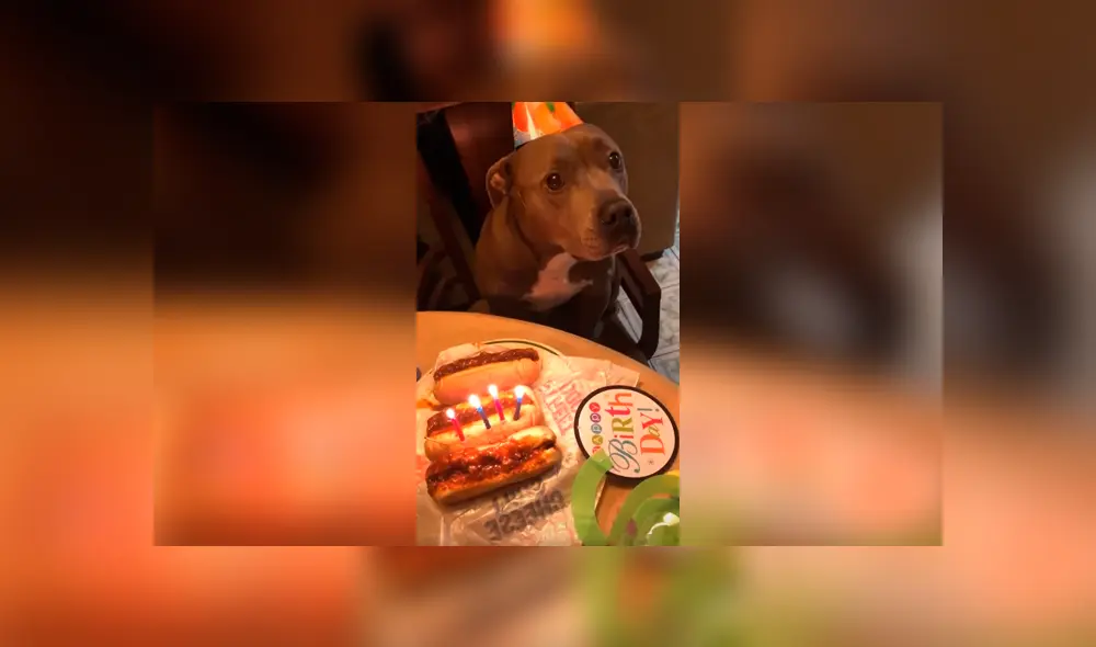 Desliza las imágenes para conocer la sorpresa de cumpleaños que preparó una pareja para su perro. Foto: Captura. Desliza las imágenes para conocer la sorpresa de cumpleaños que preparó una pareja para su perro. Foto: Captura.
