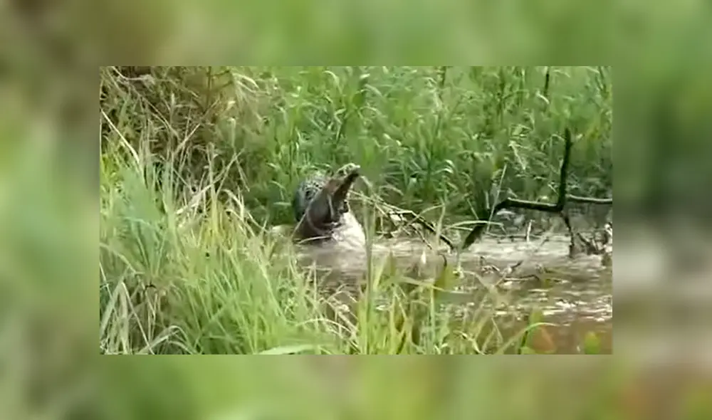 Hambriento jaguar se lanza a río y se pelea con feroz cocodrilo para devorarlo [VIDEO] 