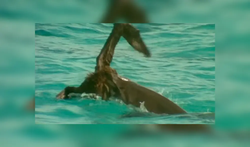 YouTube viral: Ave protagonizó lucha a muerte con feroz tiburón que intentó devorarlo [VIDEO] 