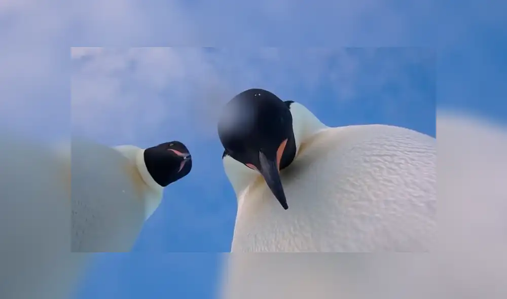 Twitter: pingüinos encuentran cámara de exploración en la Antártida y se toman un ‘selfie’