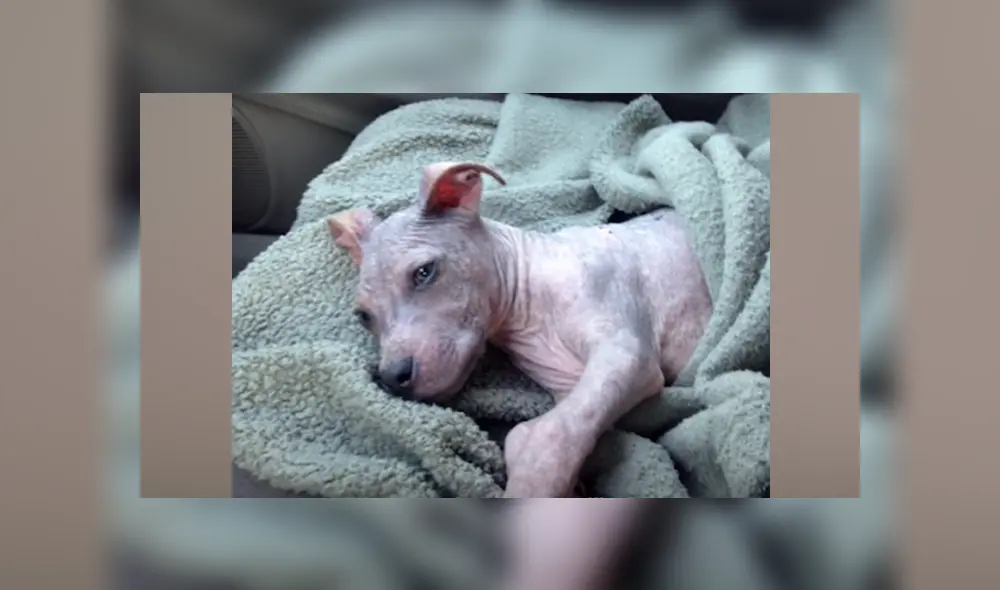 Desliza hacia la izquierda para ver el antes y después de un perro bebé que fue abandonado. Imágenes de Facebook.