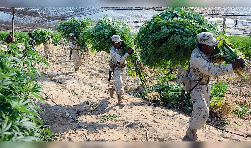 El nuevo gobierno de México legalizaría la marihuana y amapola El nuevo gobierno de México legalizaría la marihuana y amapola