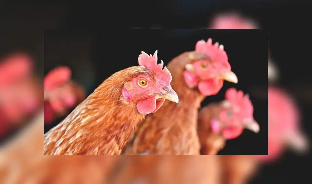 El hombre también destruyó 900 000 huevos. Fuente: foto referencial. El hombre también destruyó 900 000 huevos. Fuente: foto referencial.