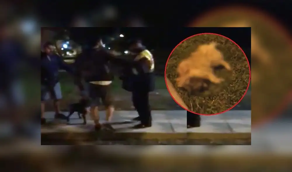 Perros de raza Stanford sin bozal matan a pequeña mascota [VIDEO]