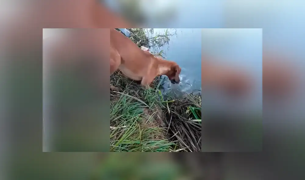 Desliza hacia la izquierda para ver las imágenes del viral de YouTube. Desliza hacia la izquierda para ver las imágenes del viral de YouTube.