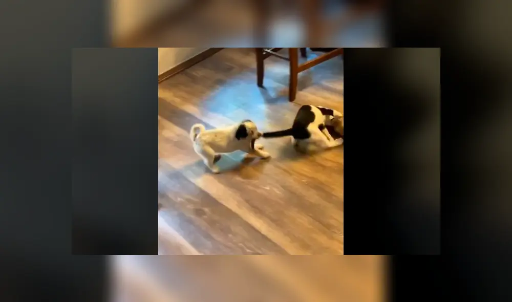 Mira la secuencia deslizando la imagen. Foto: kyleecrawley/TikTok Mira la secuencia deslizando la imagen. Foto: kyleecrawley/TikTok