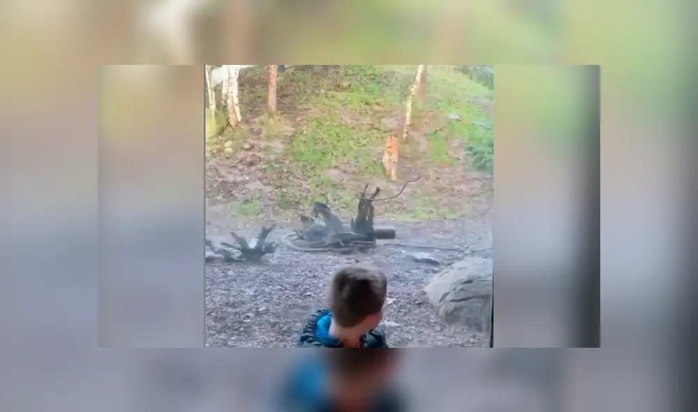 Desliza hacia la izquierda el encuentro del felino con el niño, escena que es viral en Facebook. Desliza hacia la izquierda el encuentro del felino con el niño, escena que es viral en Facebook.