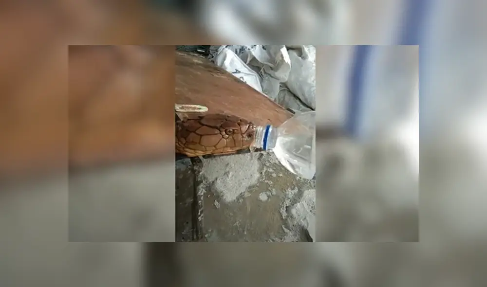 Desliza hacia la izquierda para ver las imágenes del viral de YouTube. Foto: Captura. Desliza hacia la izquierda para ver las imágenes del viral de YouTube. Foto: Captura.