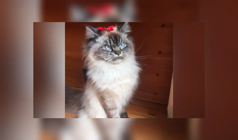 Desliza para ver todas las imágenes de Facebook. Foto: merlinragdoll