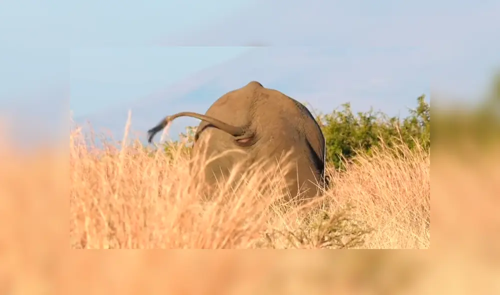 El elefante vencedor sufrió las consecuencias del enfrentamiento.