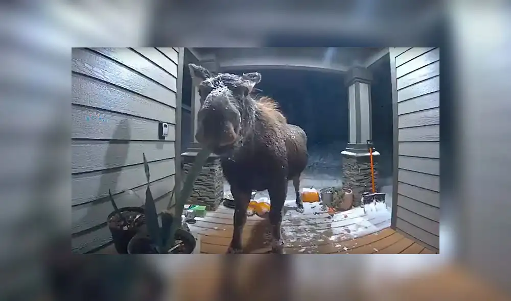 Facebook: Cámaras de seguridad captan a un alce “ladrón” de plantas [VIDEO]