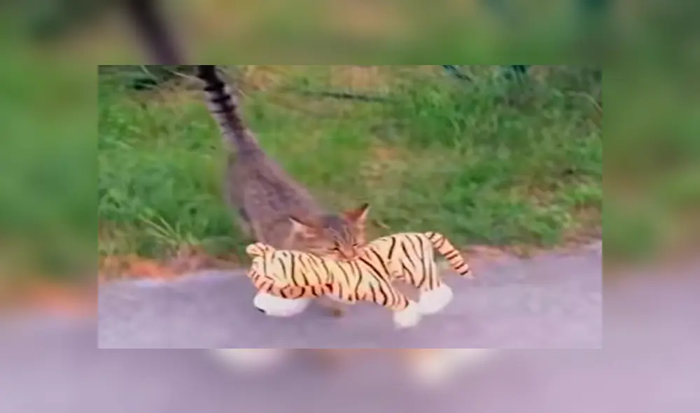 Facebook viral: gato roba el peluche de 'tigre' de su vecino para tener una épica pelea [VIDEO]