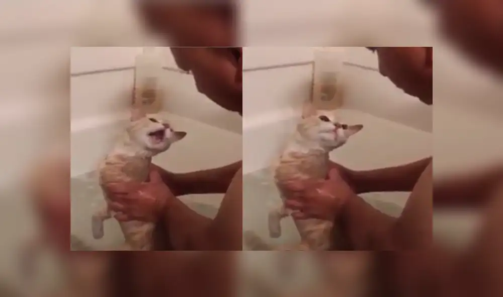 YouTube viral: gato tiene dramática reacción cuando su dueño lo quiere