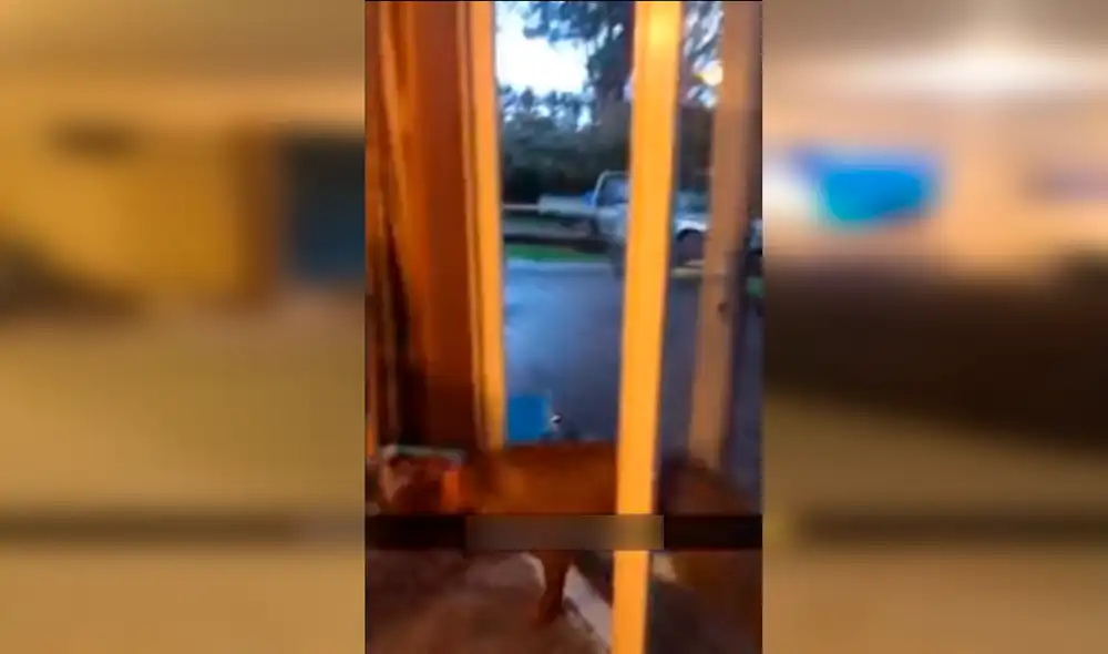 YouTube - animales YouTube - animales