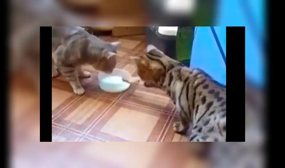 Facebook viral: gatos que se odiaban terminan siendo amigos y protagonizan tierna escena [VIDEO]