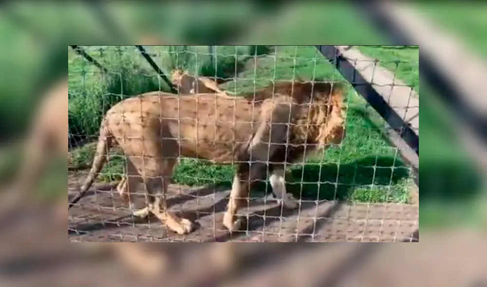 Video viral de Facebook. Cuidador se acerca para tomar una foto a leona y enfurecido depredador lo ataca.