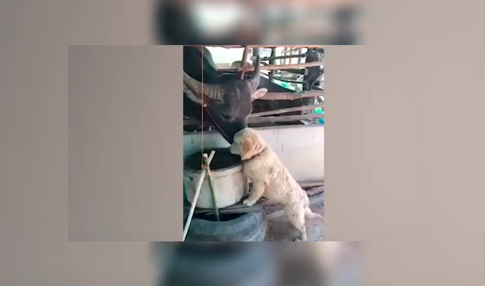 Desliza hacia la izquierda para ver el conmovedor encuentro entre un perro y búfalo. Video viral de Facebook. Desliza hacia la izquierda para ver el conmovedor encuentro entre un perro y búfalo. Video viral de Facebook.