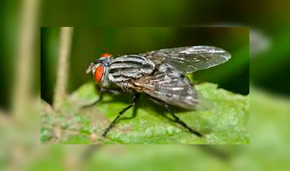 YouTube viral: enorme mosca ingresa a casa para expulsar cientos de larvas y joven queda asqueado [VIDEO]