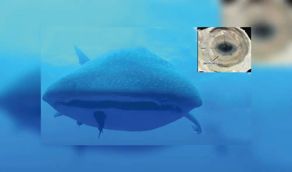 Los dentículos hallados en el tiburón ballena se encuentra alrededor de su iris. Foto: Plos Los dentículos hallados en el tiburón ballena se encuentra alrededor de su iris. Foto: Plos