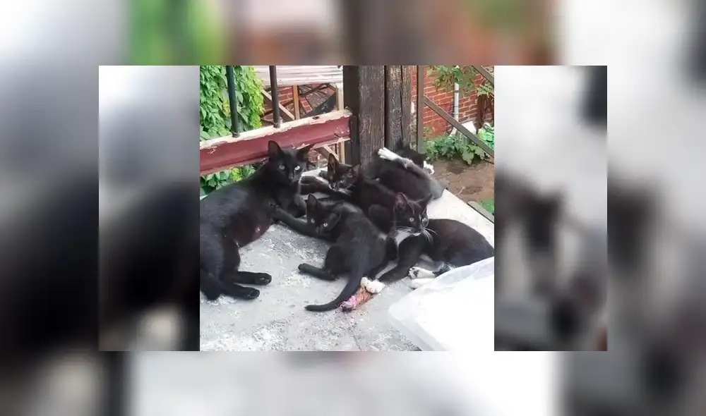 Desliza para ver los detalles de esta historia que se viralizó en Facebook. Foto: Captura. Desliza para ver los detalles de esta historia que se viralizó en Facebook. Foto: Captura.