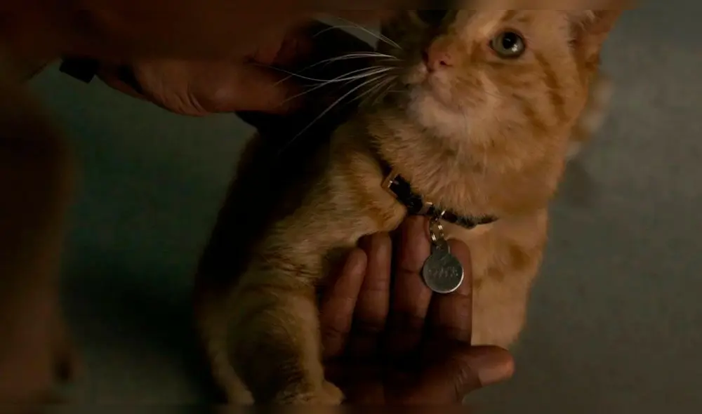 Capitana Marvel: ¿Cuál es el origen de Goose? Conoce todo sobre el famoso gato de Carol Danvers