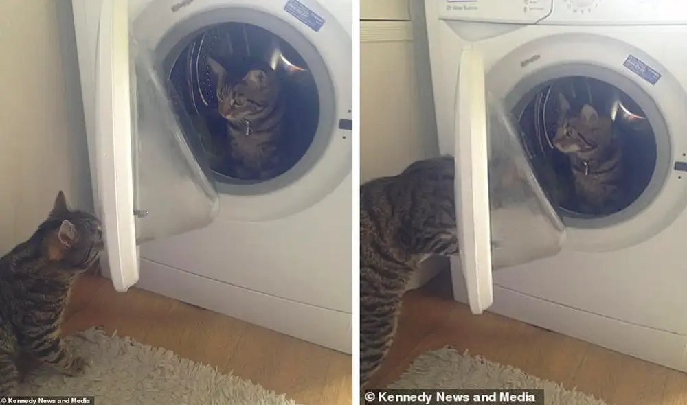 Desliza las imágenes para conocer a los traviesos Caesar y Kimber, una pareja de gatos de seis años oriundos de Inglaterra. Foto: Facebook