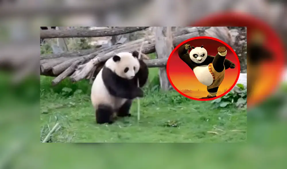 En Facebook, los usuarios compararon a un oso panda con el personaje de la famosa cinta animada.