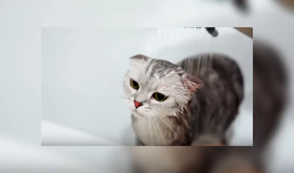 Desliza hacia la izquierda para ver las imágenes del viral de YouTube que revela por qué lo felinos le temen al agua. Desliza hacia la izquierda para ver las imágenes del viral de YouTube que revela por qué lo felinos le temen al agua.