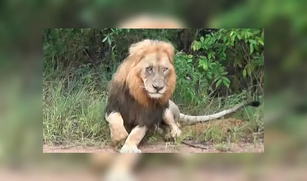 Desliza hacia la izquierda para ver la reacción que tuvo una manada de leones al toparse con los turistas. El video es viral en YouTube.