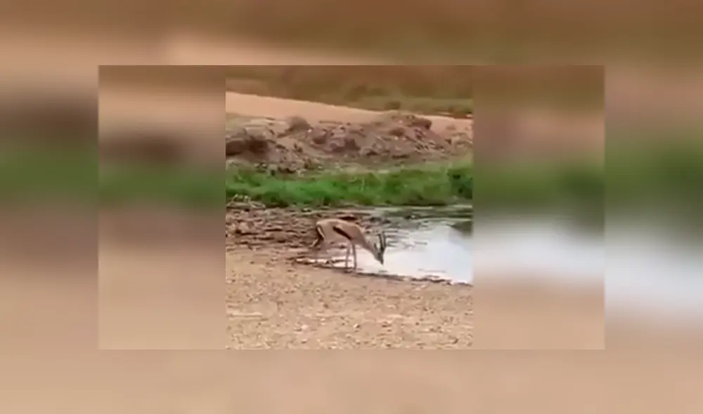 Una insólita escena muestra como un ciervo se salvó del ataque de una voraz leona. Una insólita escena muestra como un ciervo se salvó del ataque de una voraz leona.