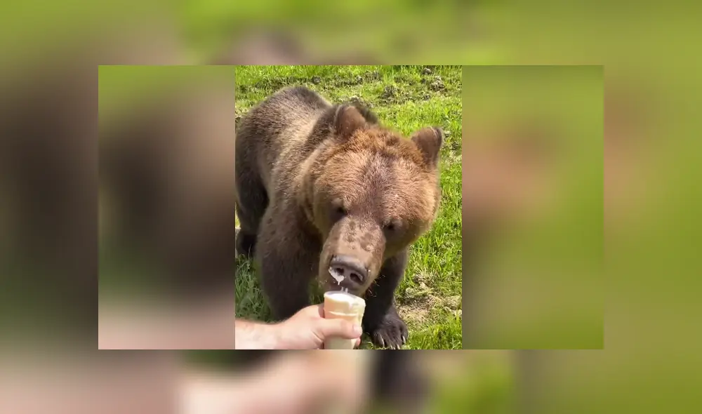 En las redes se hizo viral una escena en la que un oso persigue a un joven para arrebatarle su helado. Foto: YouTube En las redes se hizo viral una escena en la que un oso persigue a un joven para arrebatarle su helado. Foto: YouTube