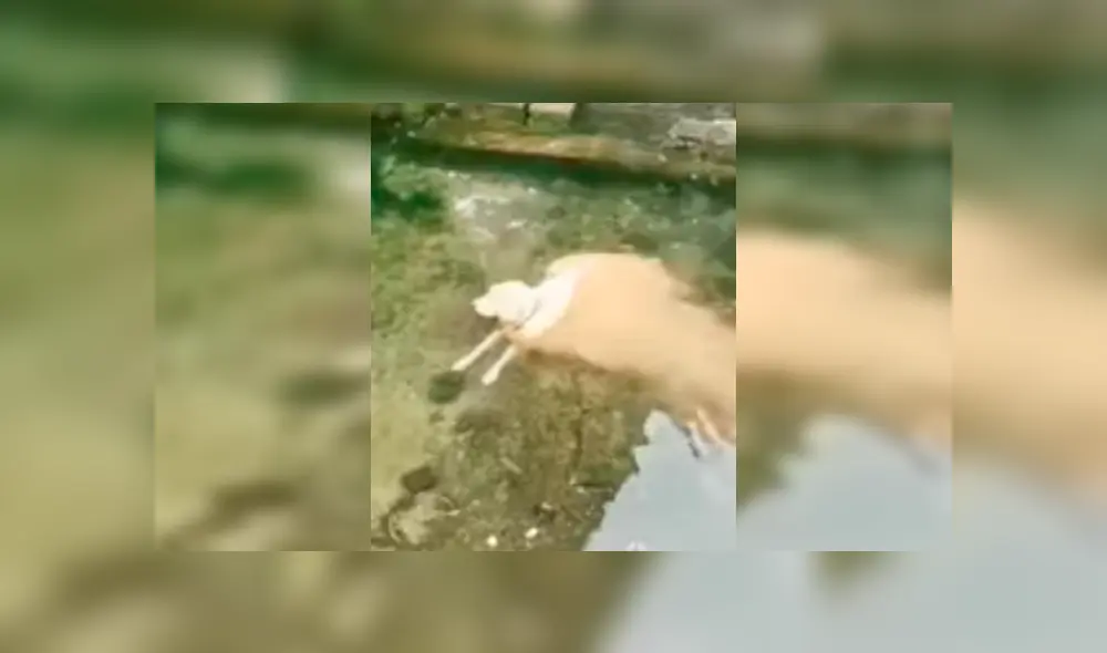 Desliza para ver los detalles de este video viral publicado en Facebook. Foto: Captura.