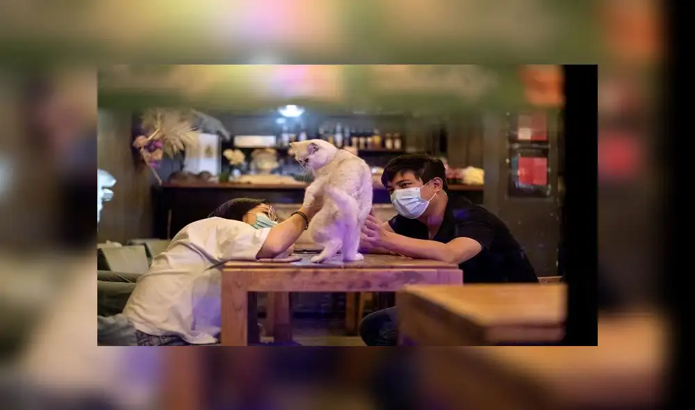 A couple wearing facemasks pets a cat in a cat cafe in Beijing on May 14, 2020. (Photo by Noel CELIS / AFP) A couple wearing facemasks pets a cat in a cat cafe in Beijing on May 14, 2020. (Photo by Noel CELIS / AFP)