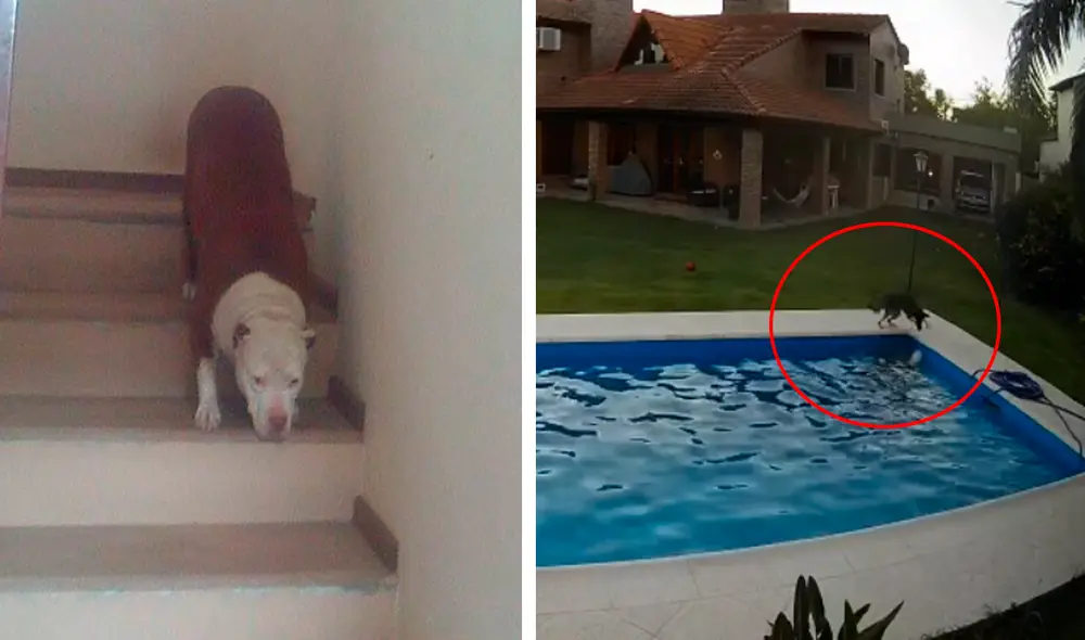 Desliza las imágenes para conocer a Caipirinha, el perrito héroe que salvó a su compañera de un fatal desenlace. Foto: captura de Facebook