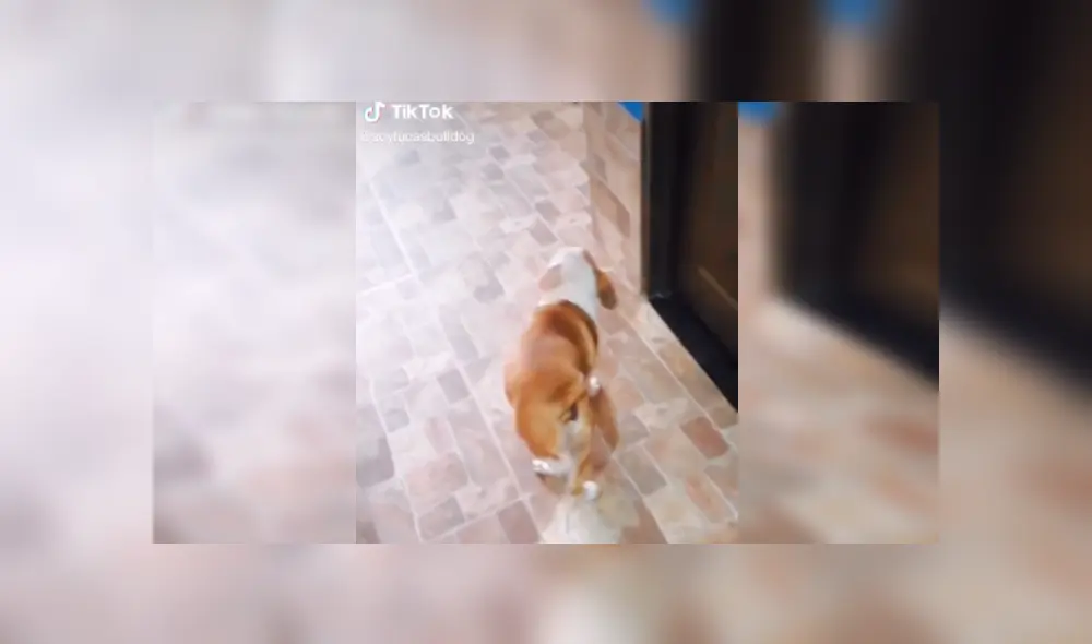 Desliza las imágenes para ver más detalles de esta divertida escena que es viral en TikTok. Desliza las imágenes para ver más detalles de esta divertida escena que es viral en TikTok.