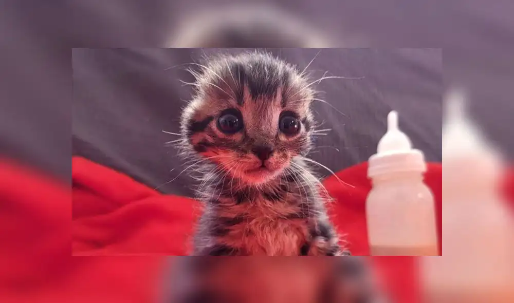 Nano: gatito fue adoptado Nano: gatito fue adoptado