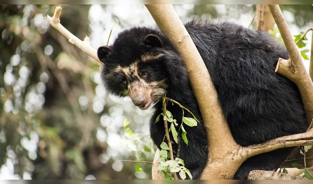 Pequeño oso andino fue encontrado en la copa de un árbol de una casa en Sandia. Foto: Serfor Pequeño oso andino fue encontrado en la copa de un árbol de una casa en Sandia. Foto: Serfor