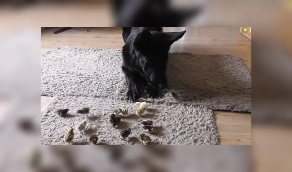 A través de YouTube se hizo viral un video que muestra el momento en que un perro ve por primera vez a un grupo de polluelos.