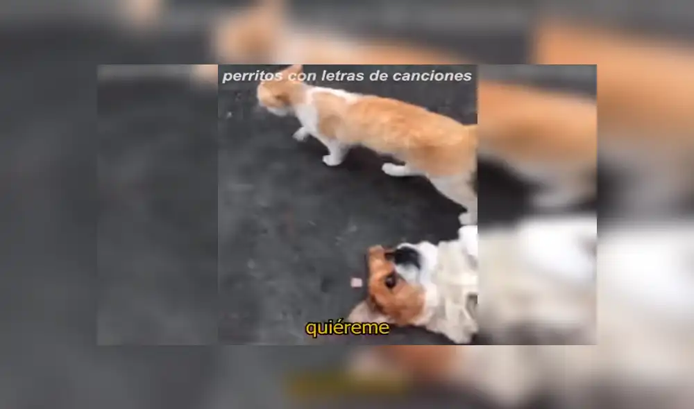 En Facebook, un perro intentó evitar que su dueño sea cariñoso con un travieso gato que adoptó de la calle. En Facebook, un perro intentó evitar que su dueño sea cariñoso con un travieso gato que adoptó de la calle.