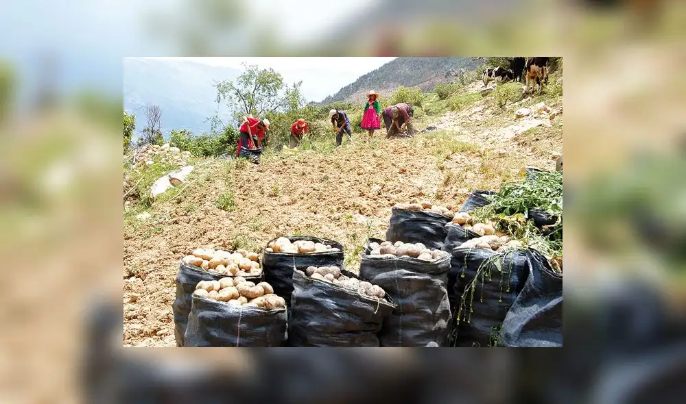 INEI: Producción de papa aumentó 11,6% en octubre INEI: Producción de papa aumentó 11,6% en octubre