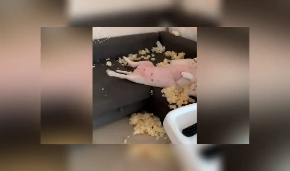 Desliza para ver los momentos más divertidos del video que se hizo viral en Facebook.