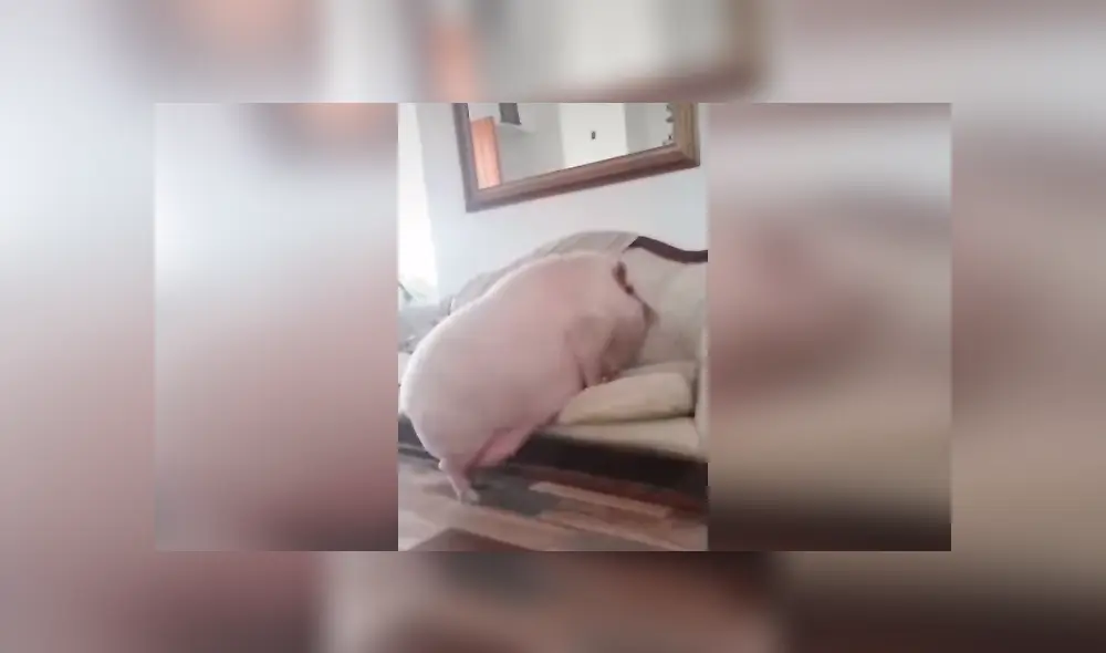 Desliza las imágenes hacia la izquierda para descubrir la verdadera raza de un supuesto mini pig que acogió un joven. Desliza las imágenes hacia la izquierda para descubrir la verdadera raza de un supuesto mini pig que acogió un joven.