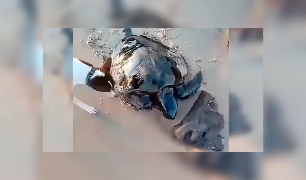 En YouTube, unos hombres caminaban por la playa y encontraron a unas indefensas tortugas que estaban llenas de petróleo.