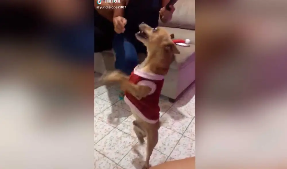 Desliza las imágenes para ver la singular ‘coreografía’ que hizo este can en plena celebración navideña en su hogar. Foto: captura de TikTok/@yuridialopez1107