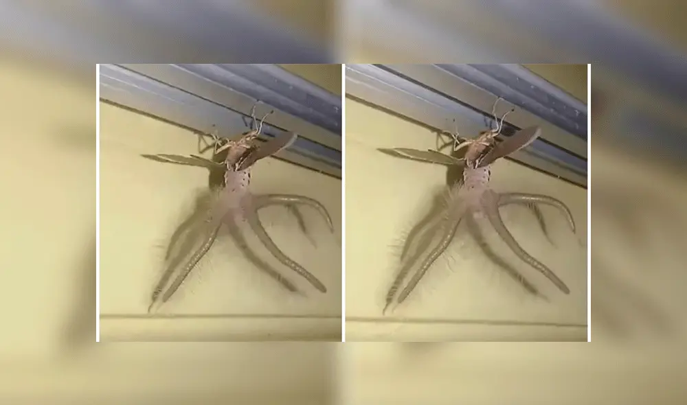 Medios internacionales resaltan el aspecto desconcertante de la criatura que viendo siendo viral en un video de Facebook.