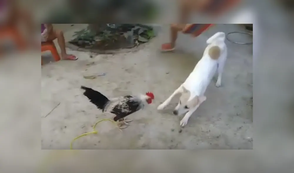 Video es viral en YouTube. Propietarios de los animales se percataron de la peculiar escena en el corral de su casa y no dudaron en grabarla para compartirla en redes.