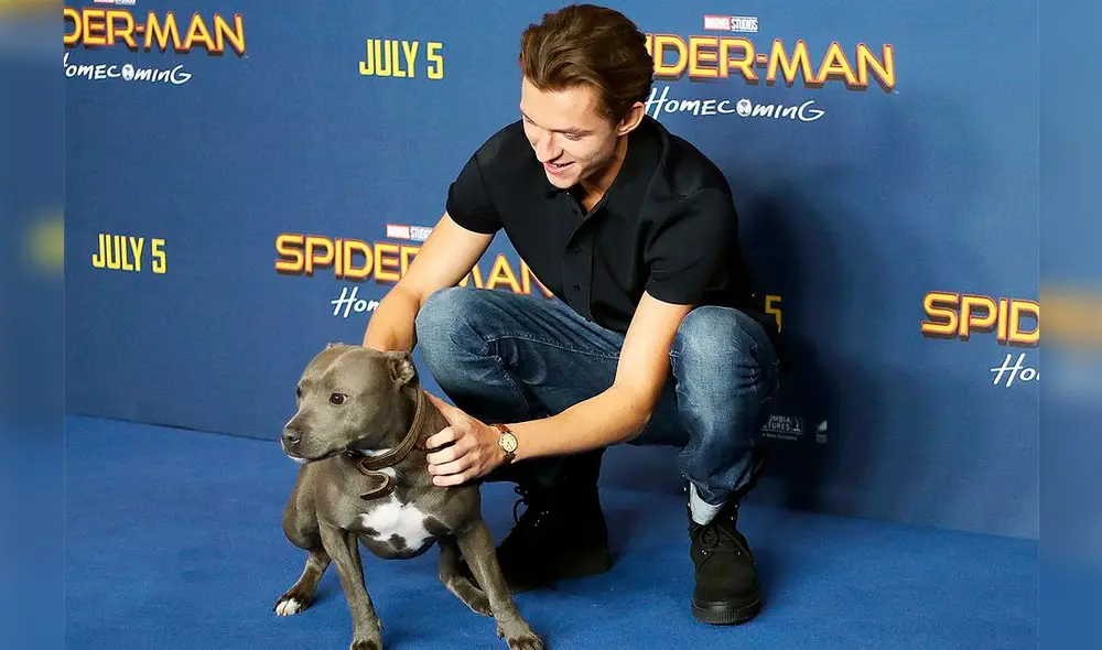 Instagram: Tom Holland se convirtió en un superhéroe para un perro perdido [VIDEO]
