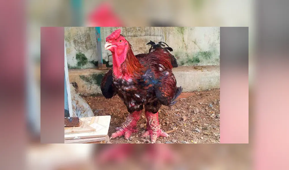 Facebook viral: encuentra gallo con patas de ‘dragón’, lo revisa y descubre el secreto de su extraño aspecto. Foto: lavozdelmuro Facebook viral: encuentra gallo con patas de ‘dragón’, lo revisa y descubre el secreto de su extraño aspecto. Foto: lavozdelmuro